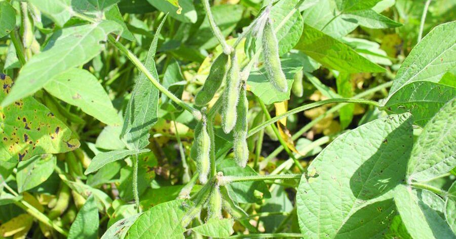 Soybean market considering crop expectations