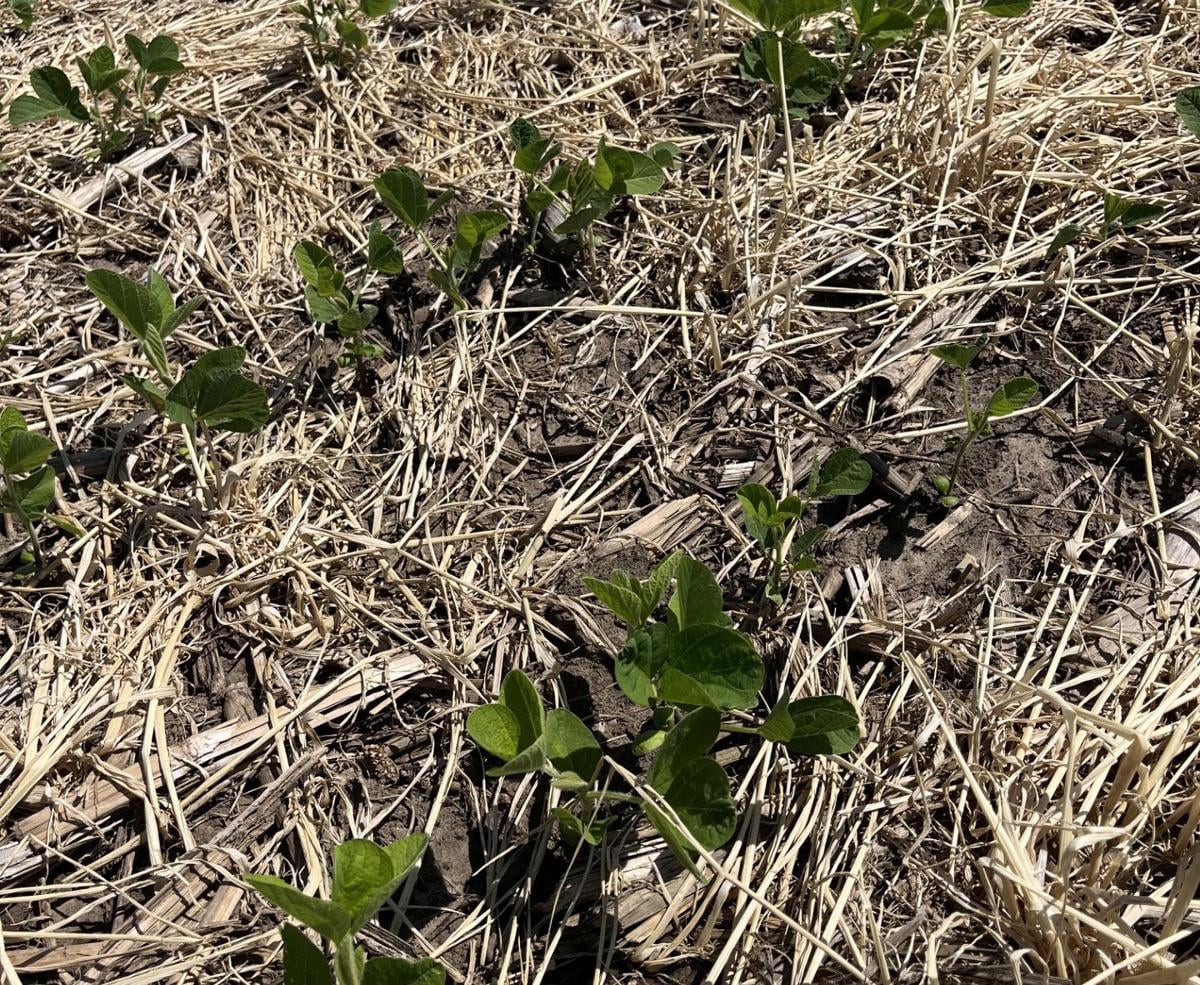 Cover crops