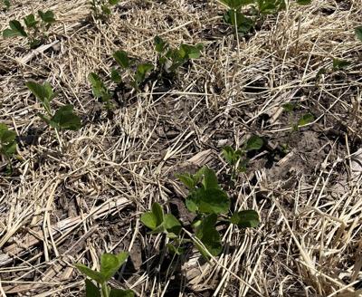 Cover crops