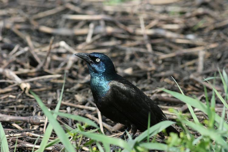 Common Grackle in grassy area