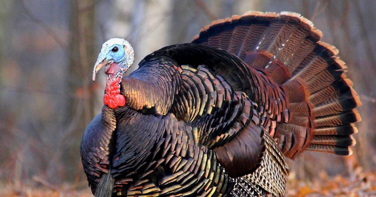 Tom Turkey Tom turkeys herald spring