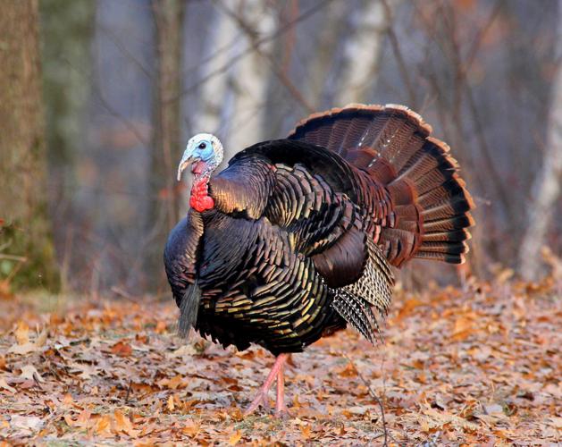 Tom turkey in woods