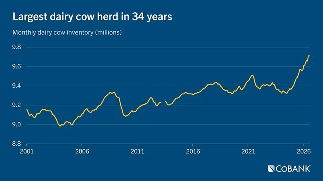 Dairy cows
