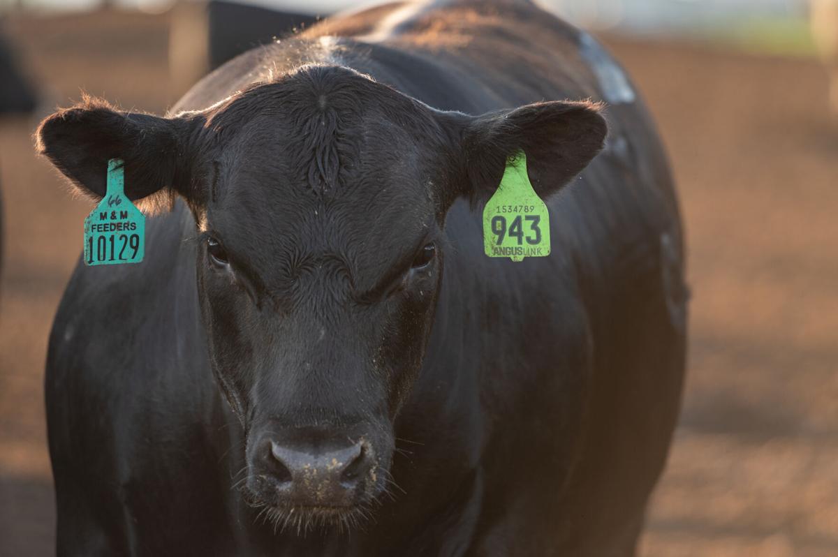 Cattle premiums 1.jpg