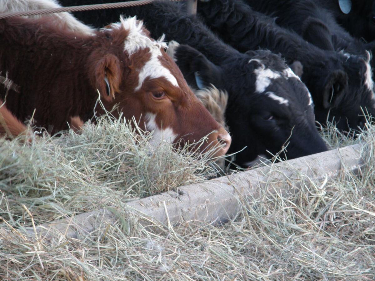 Cattle at trough