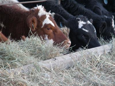 Cattle at trough