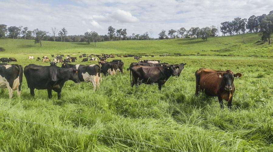 Cows on pasture