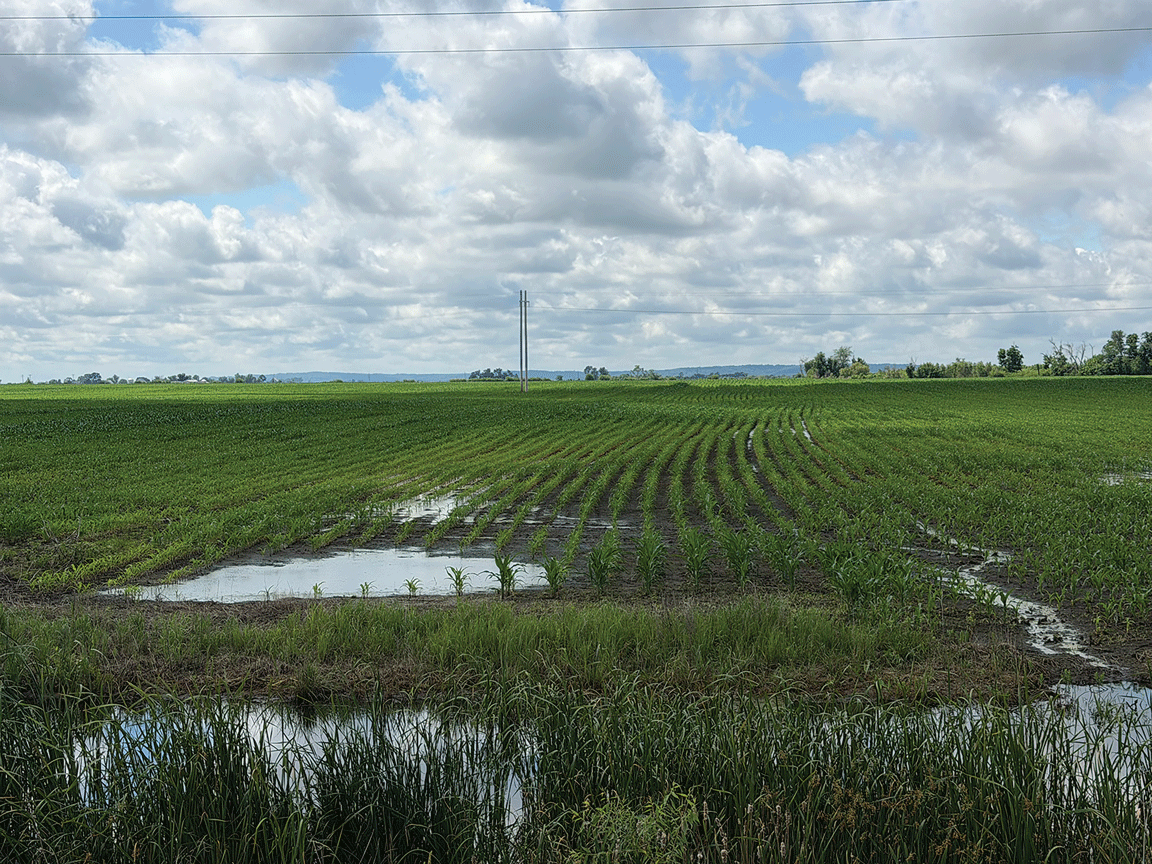 water in corn field