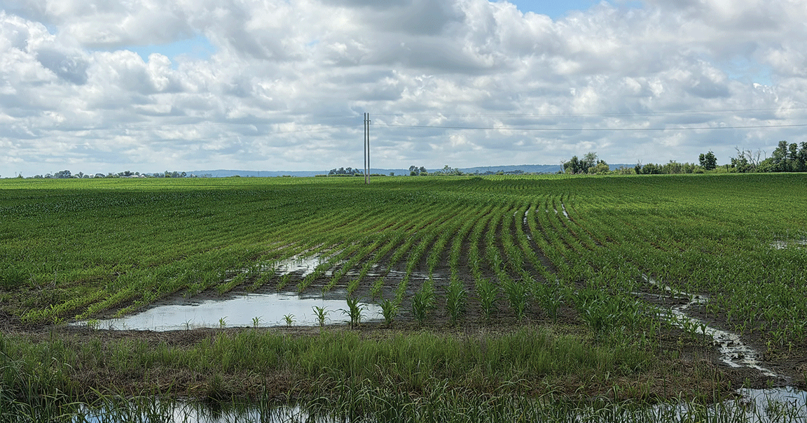 water in corn field
