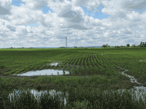 Farmers make replant decisions