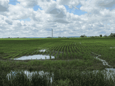 water in corn field