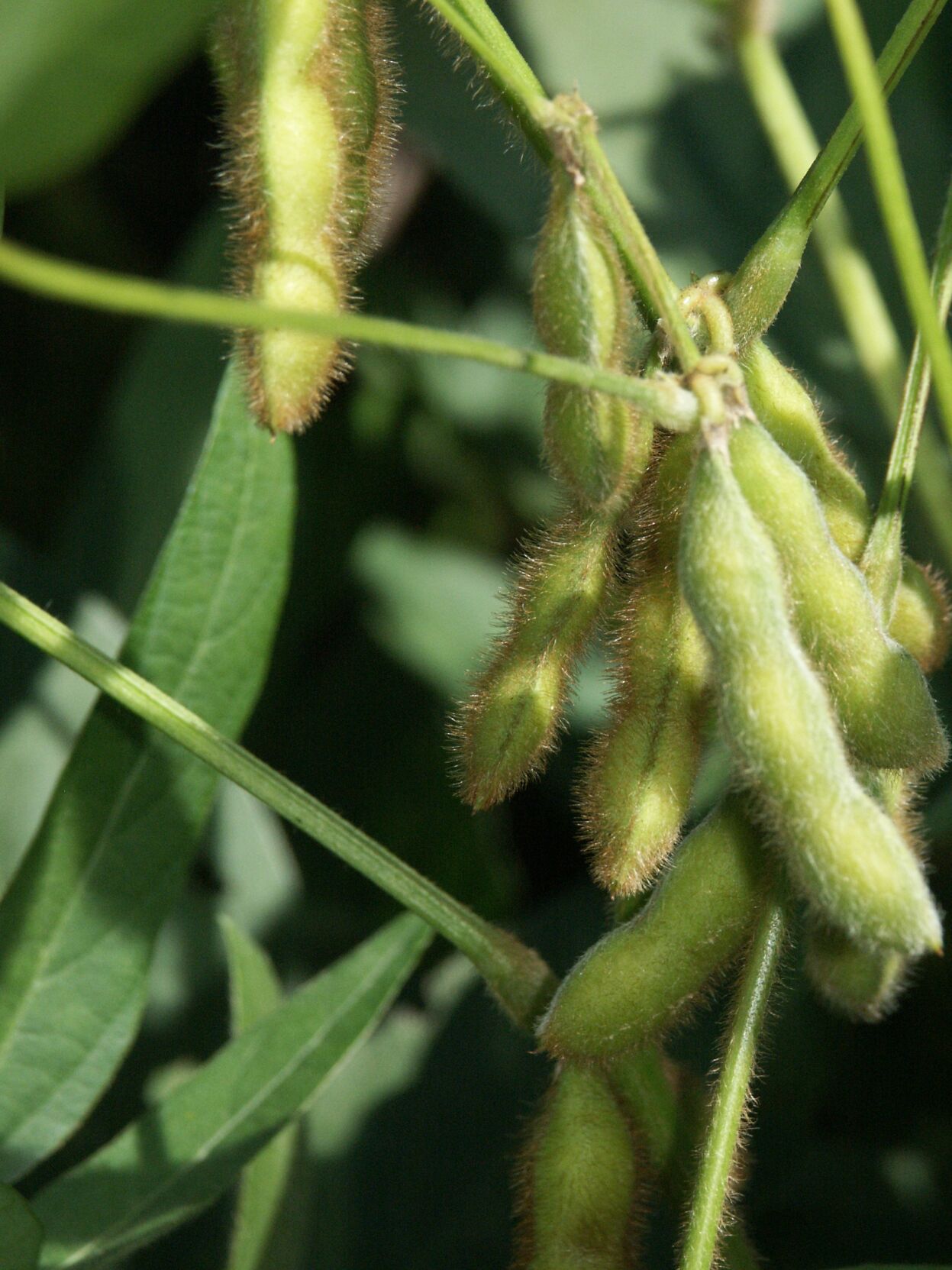 Soybean