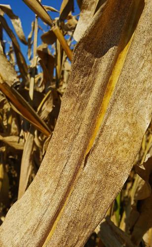 Severe case of tar spot disease