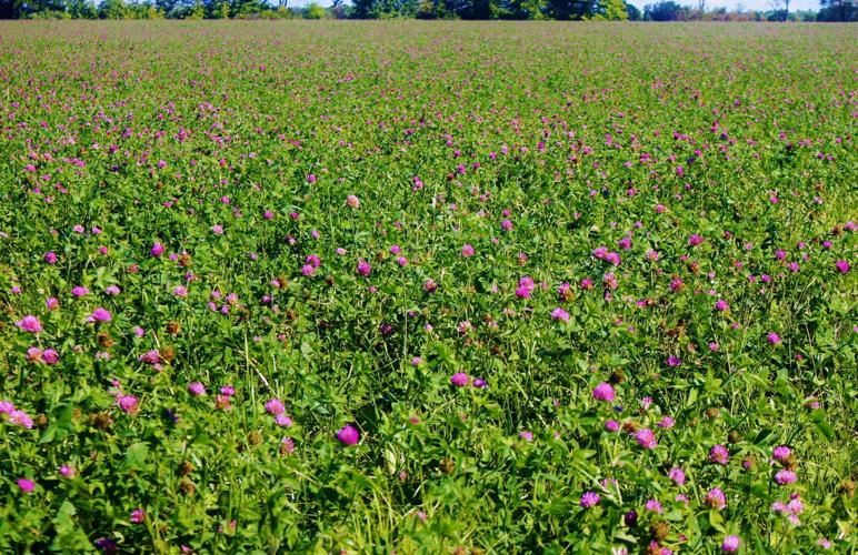 Red Clover