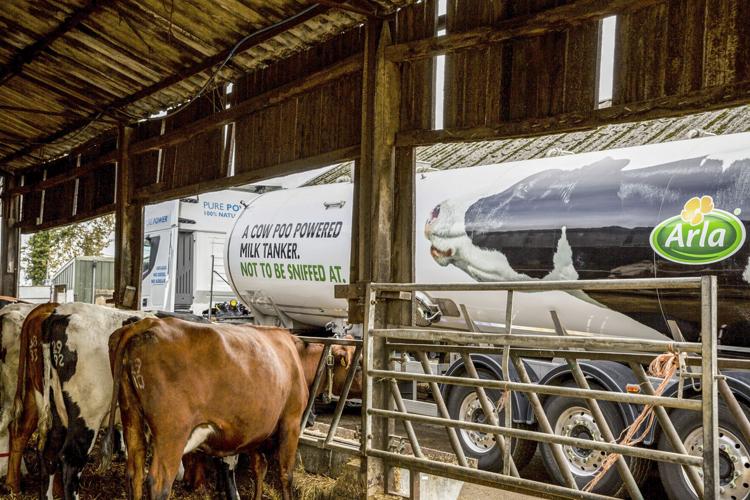 Dairy cows in barn