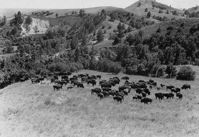 The bison herds of old Nebraska