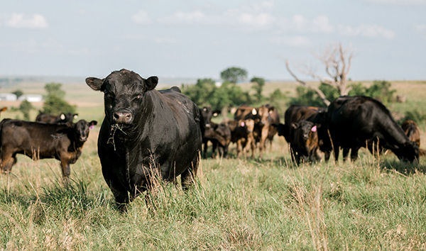 K-State, industry experts outline criteria for buying bulls