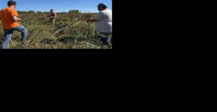 Stipetich, Oehmichen and Armstrong