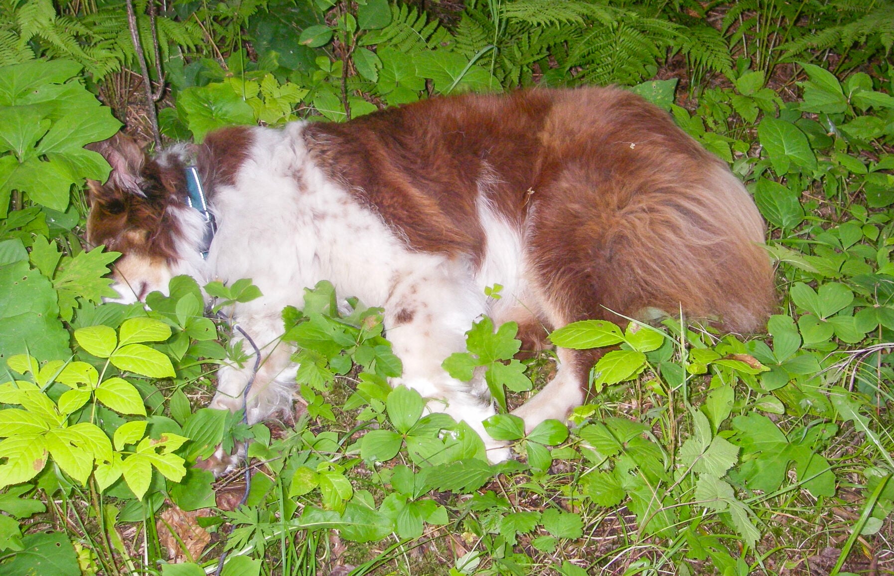 Red sleeping