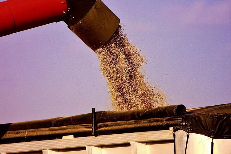 Soybeans loaded onto truck