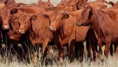 ‘Hair shedding’ trait in cattle may affect production