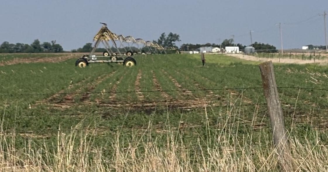 Producer Progress Report Interseeding outcompetes weeds, has host of other benefits Jun 5, 2026 1 sec ago
