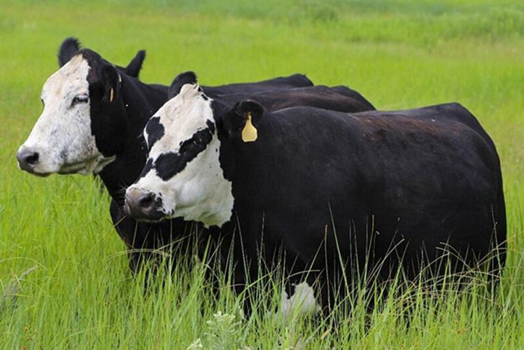 Black Baldy cows