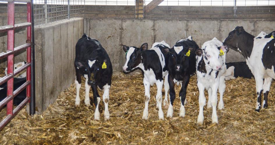Dairy calves calf