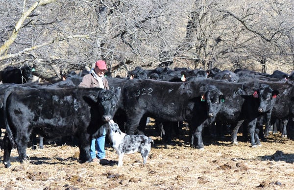 Wet corn pit reduces processing, with no shrink, trucking, storage