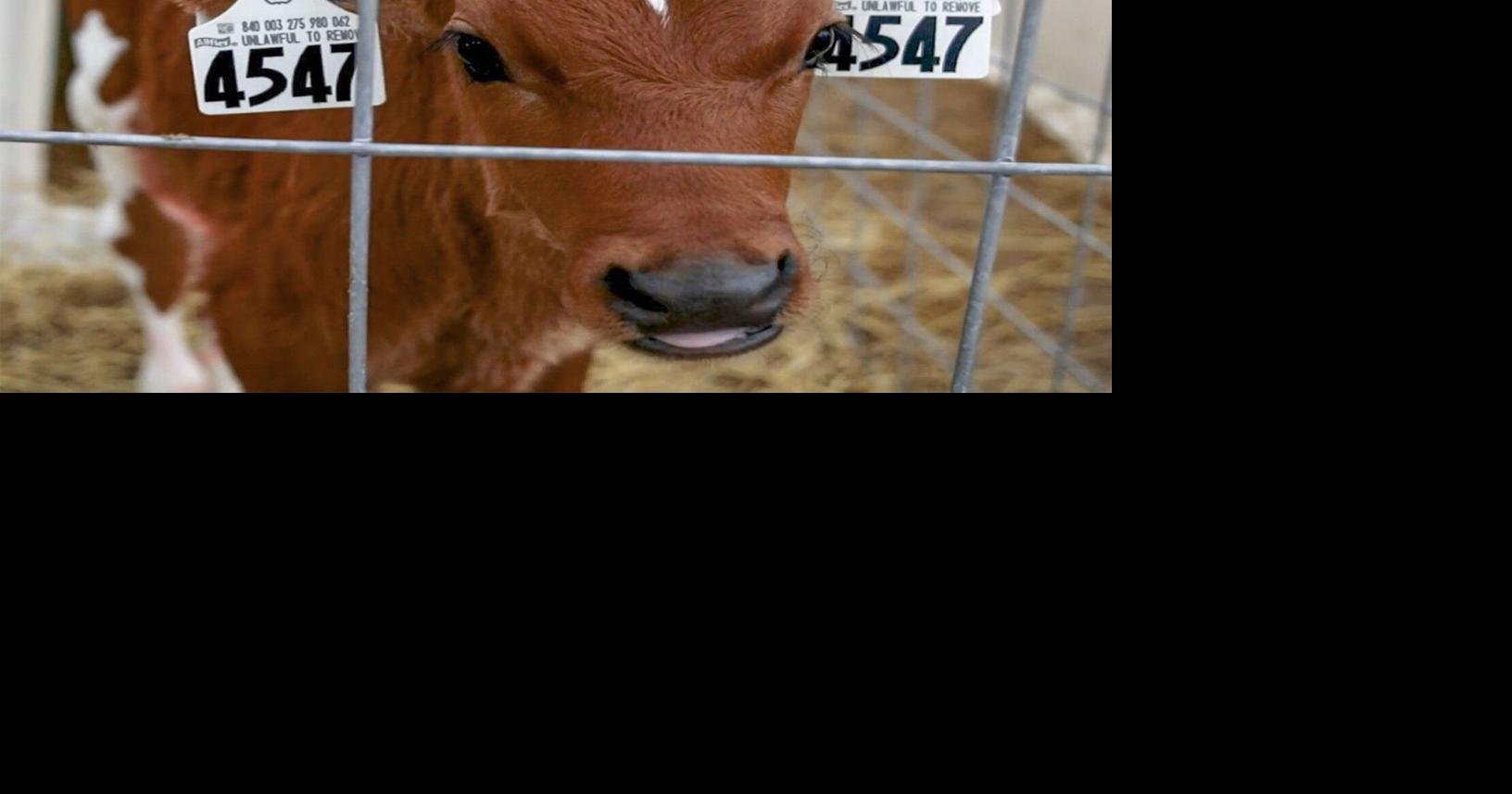 Adopt a Cow introduces Sandhills Knights students to different type of ag
