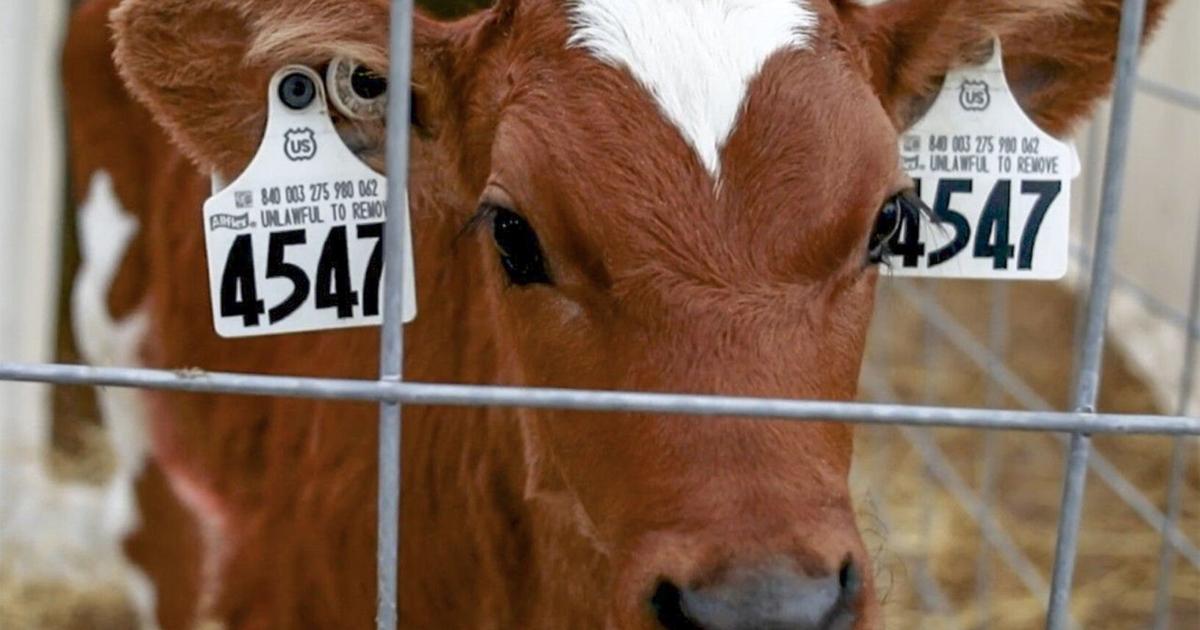 Adopt a Cow introduces Sandhills Knights students to different type of ag