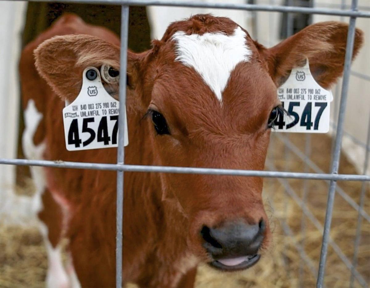 Dairy calf