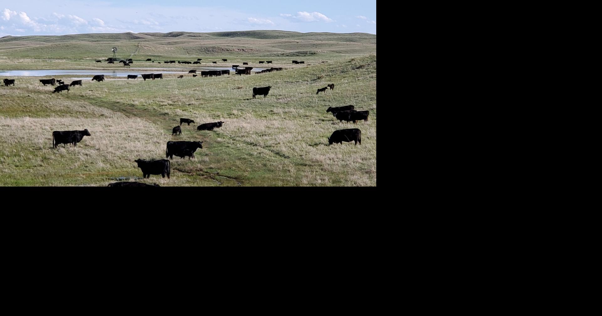 Hague Angus Ranch