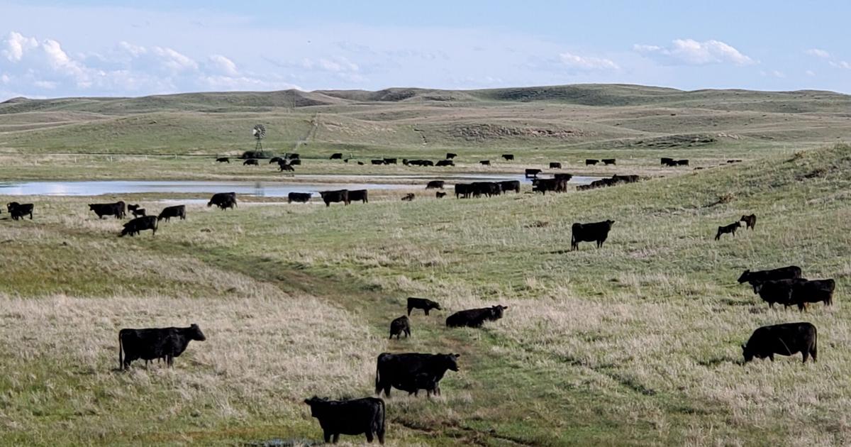 Hague Angus Ranch