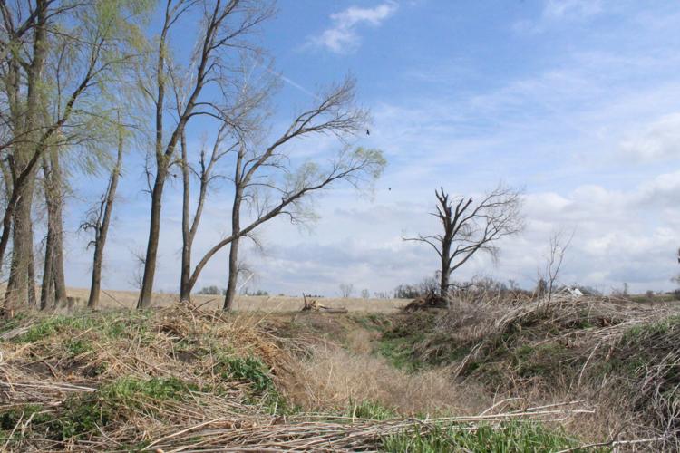 Grassland restoration (25).JPG