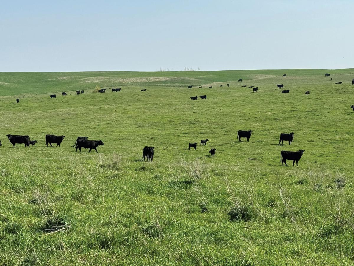 AgSpire cattle in pasture