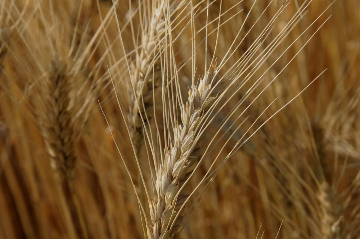 Wheat close-up