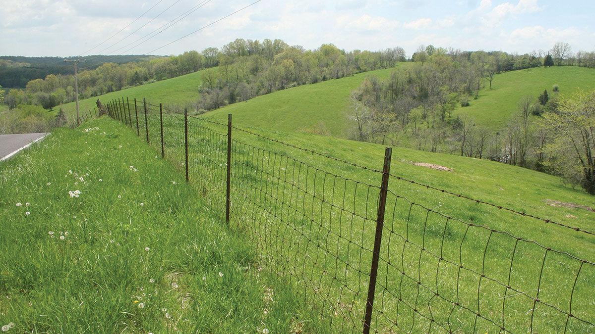 Spring pasture