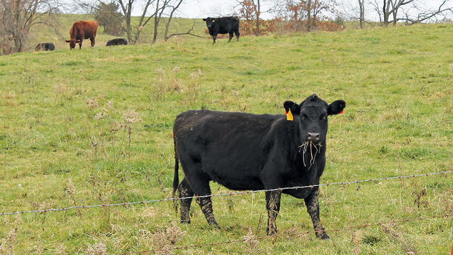 Cow grazing