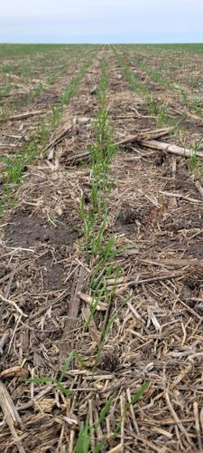Spring wheat emerges