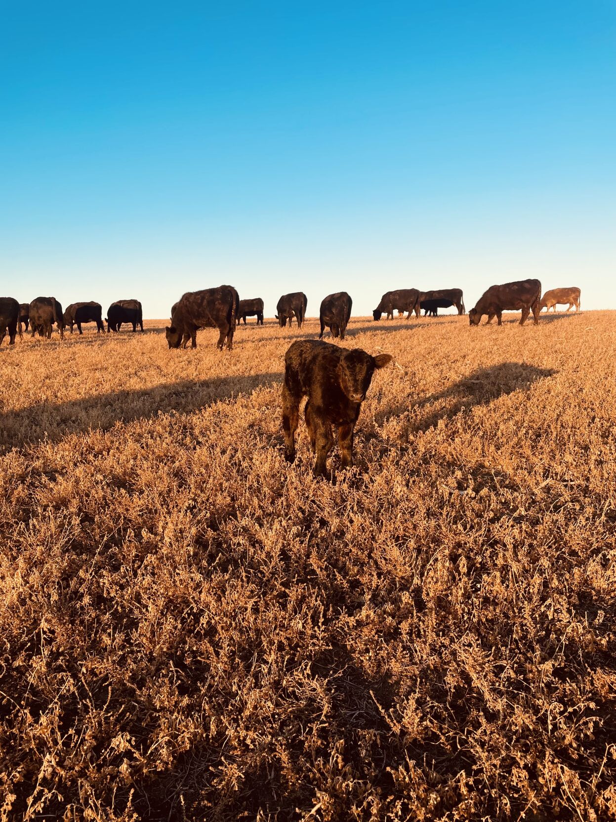 Brichacek cattle