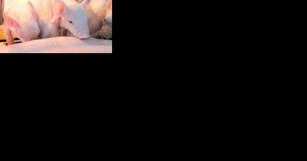 Variety of factors affect pigs per litter number - Vimarsana News