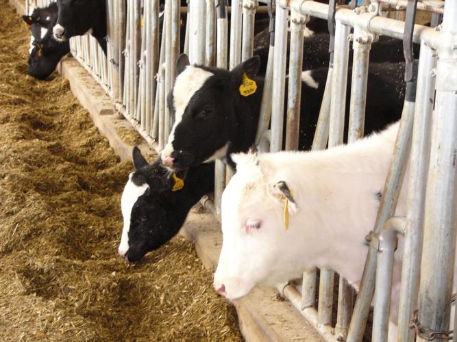 Heifers at feed bunk