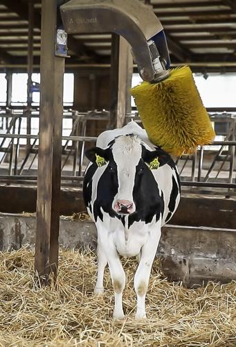 Brush massages cow