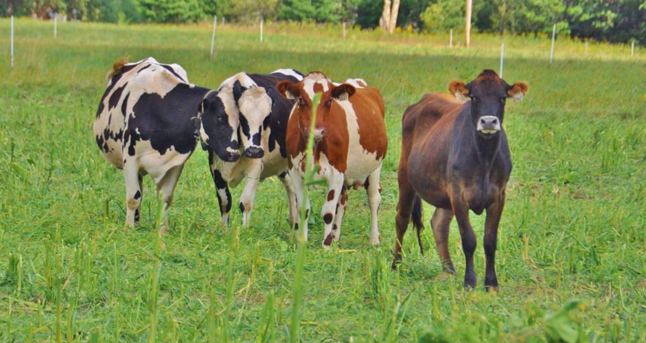 Dairy cows stand in pasture