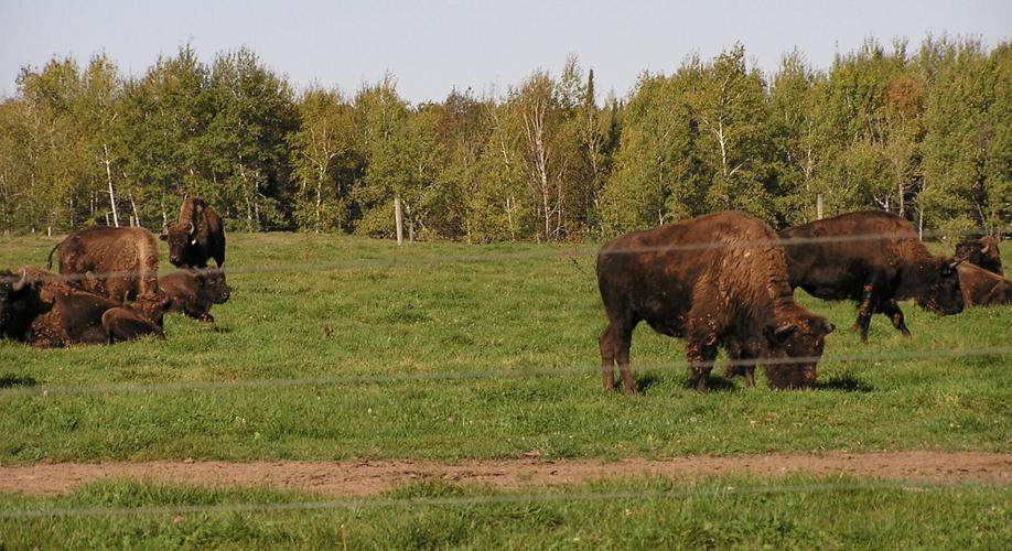 Buffalo