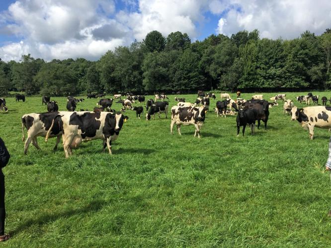 Cows in field