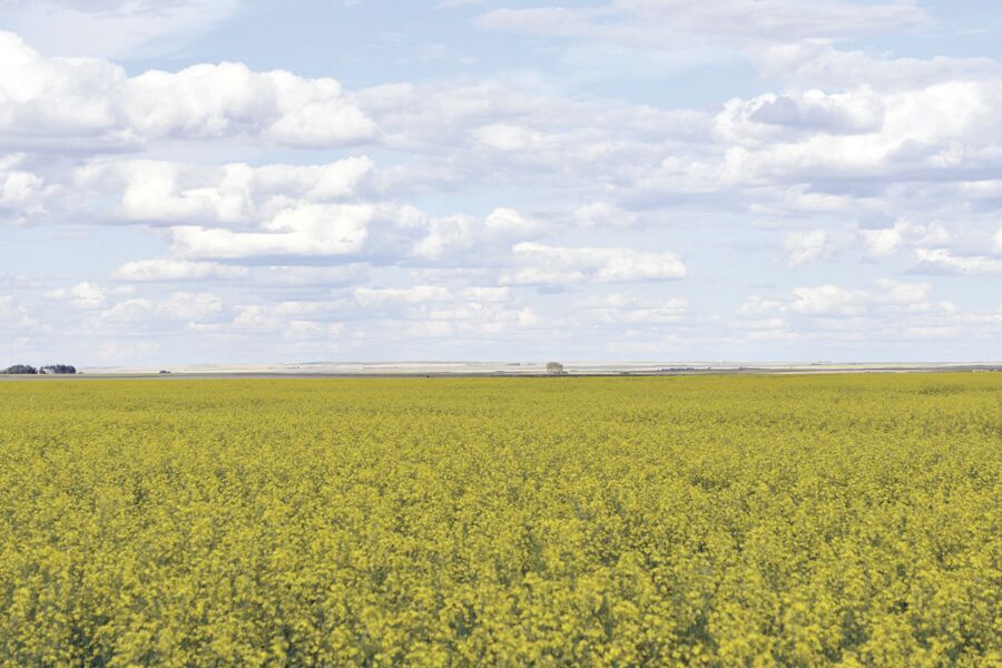 Canola