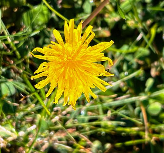Flower