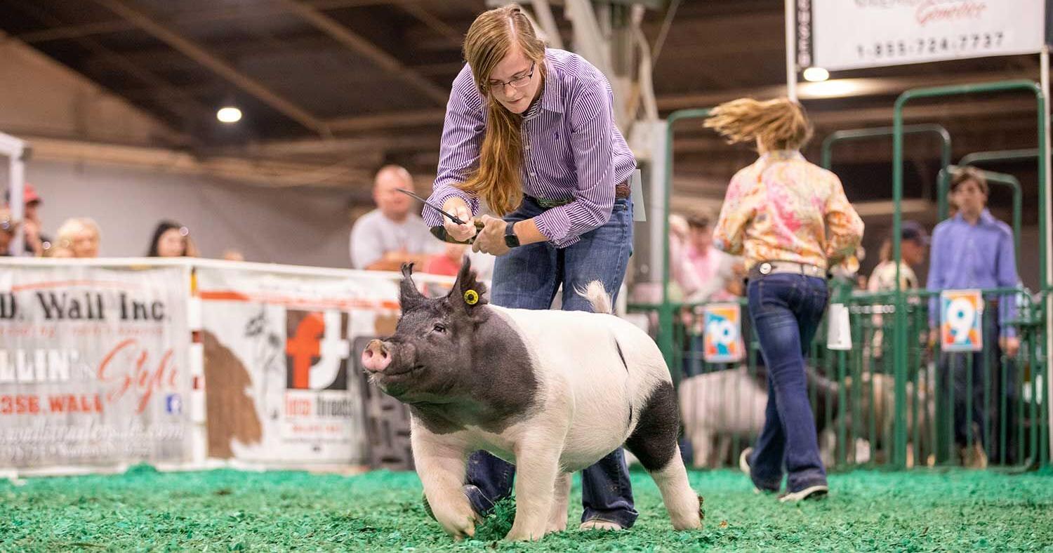 Livestock show circuit rewards shared knowledge - Vimarsana News